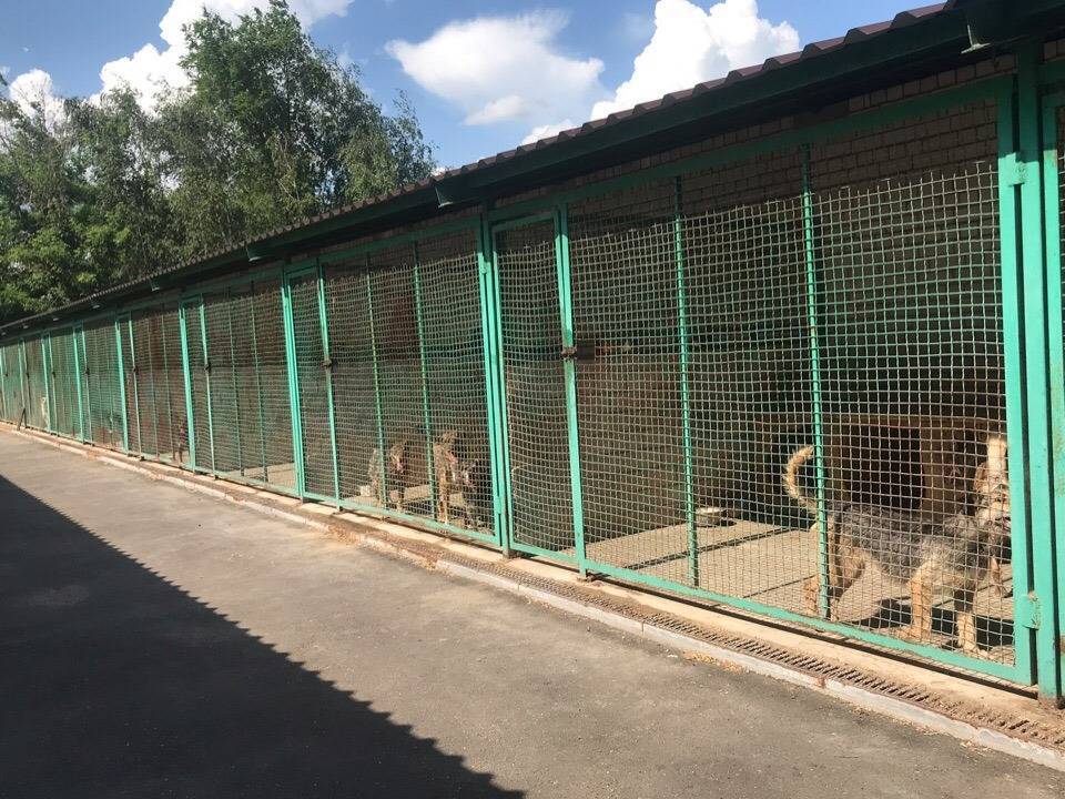 Читатели «ПолитНавигатора» помогли приюту для животных в Донецке | Политнавигатор