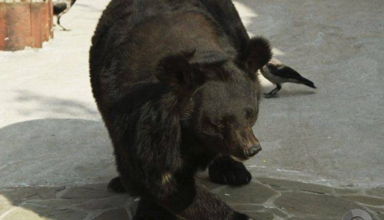 Сбежавшая из гаража медведица напала на жителей Саратовской области