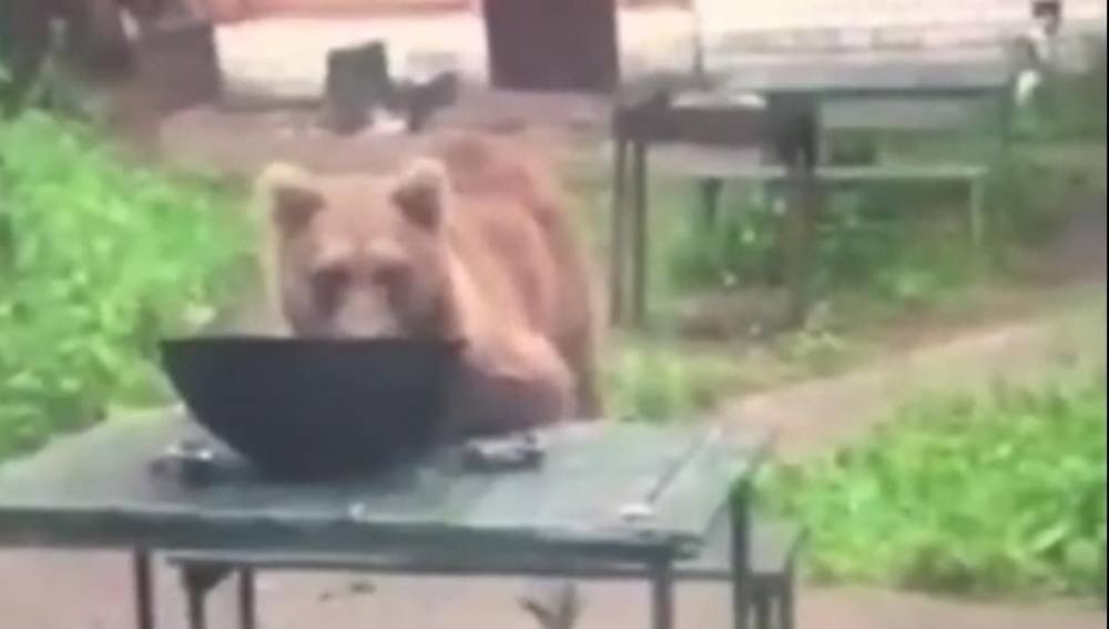 Медведь съел ужин отдыхающих туристов в Восточно-Казахстанской области (видео)