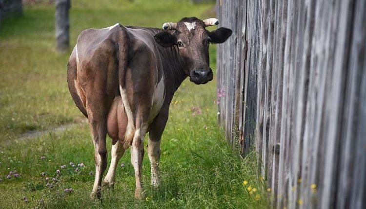 Власти передадут бизнесмену брошенный скот в Пензенской области