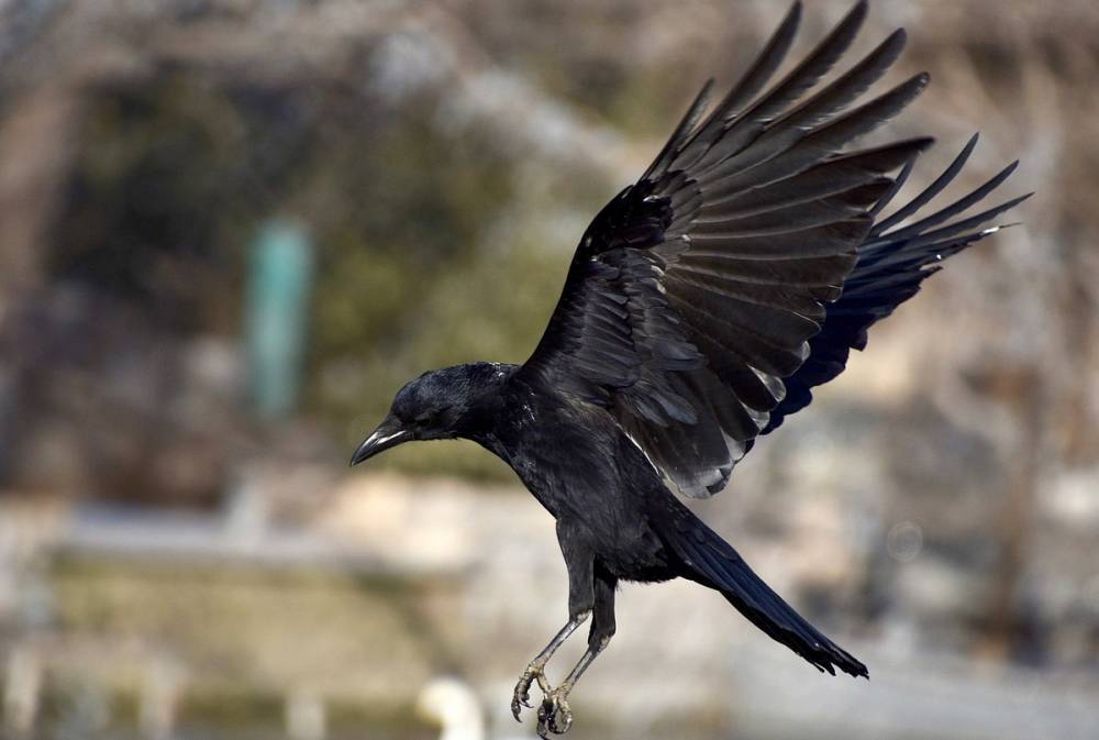 «Сутками орёт»: Жителей бурятской столицы терроризирует агрессивная ворона