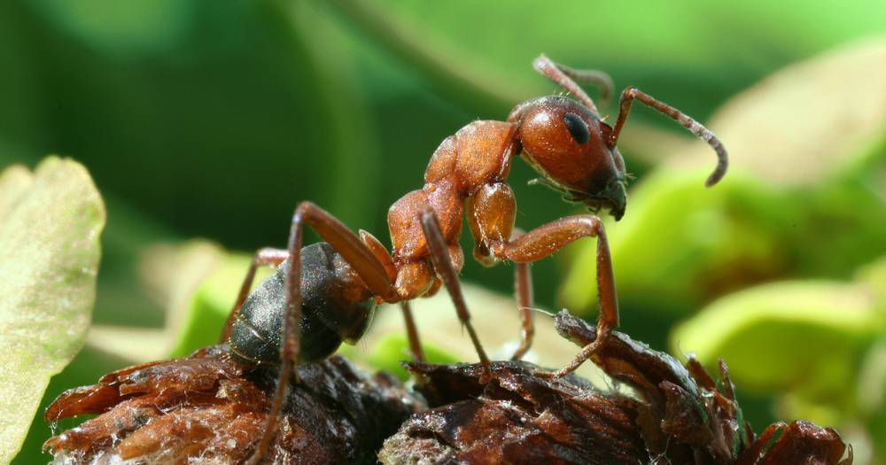 Как профессия муравьёв влияет на&nbsp;их обучаемость