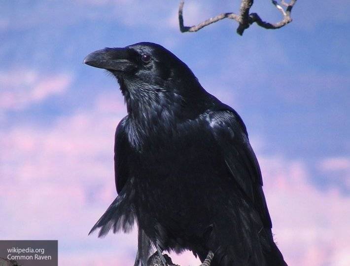 Ветеринары в Подмосковье спасли ворона и прооперировали его сломанное крыло