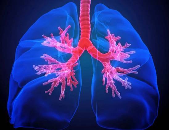 Ученые создали карту легких, что позволить разработать новые лекарства от астмы