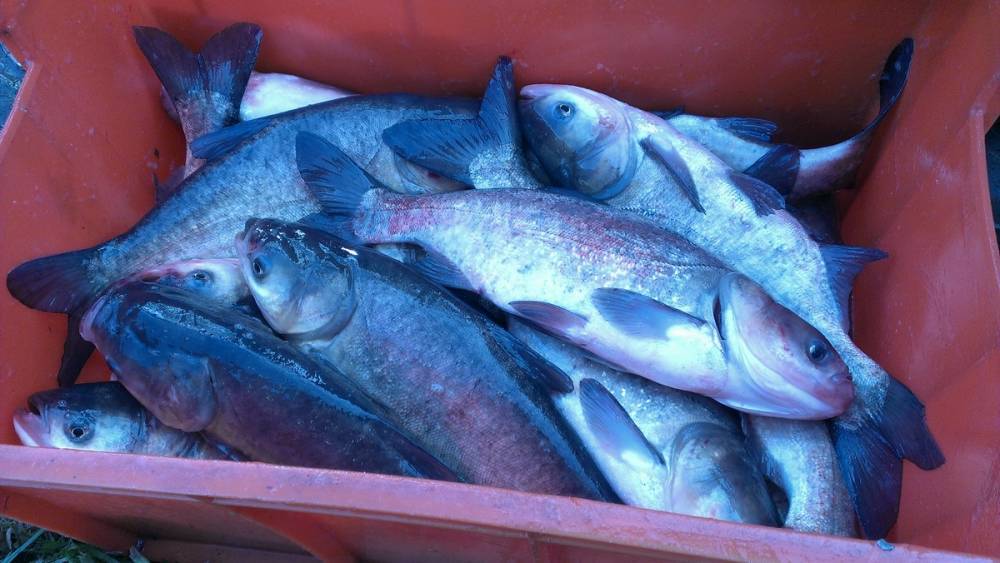 В Астрахани продавали рыбу с антибиотиками