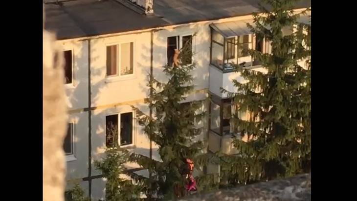 В Брянске сняли на видео брутальное спасение кота с макушки дерева