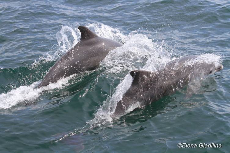 Ученые посчитали количество дельфинов вдоль побережья Черного моря