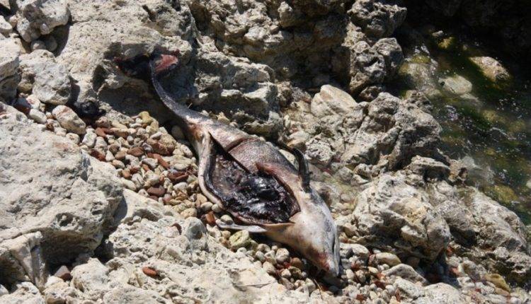 В Мексиканском заливе зафиксировали массовую гибель дельфинов