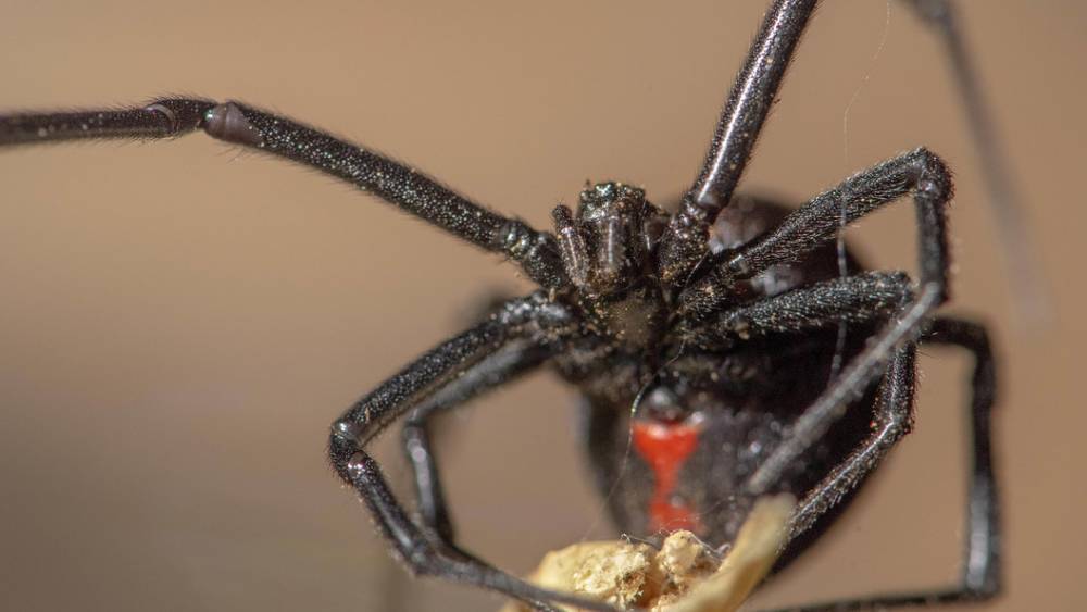 Смертоносные пауки появились в Подмосковье: Черные вдовы терроризируют предместья столицы России - СМИ