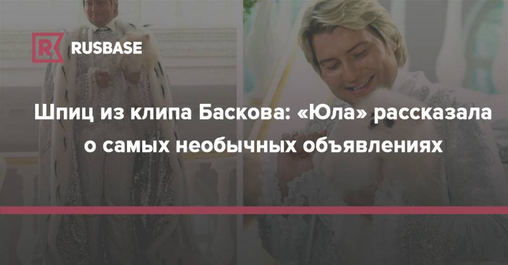 Шпиц из клипа Баскова: «Юла» рассказала о самых необычных объявлениях
