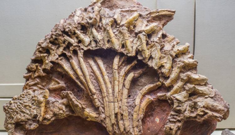 В Австралии нашли останки морского хищника, жившего 500 млн лет назад