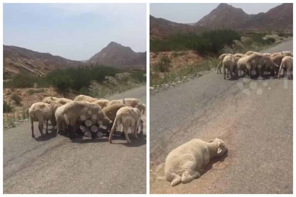 Овцы перекрыли дорогу ради спасения раненого собрата (видео)