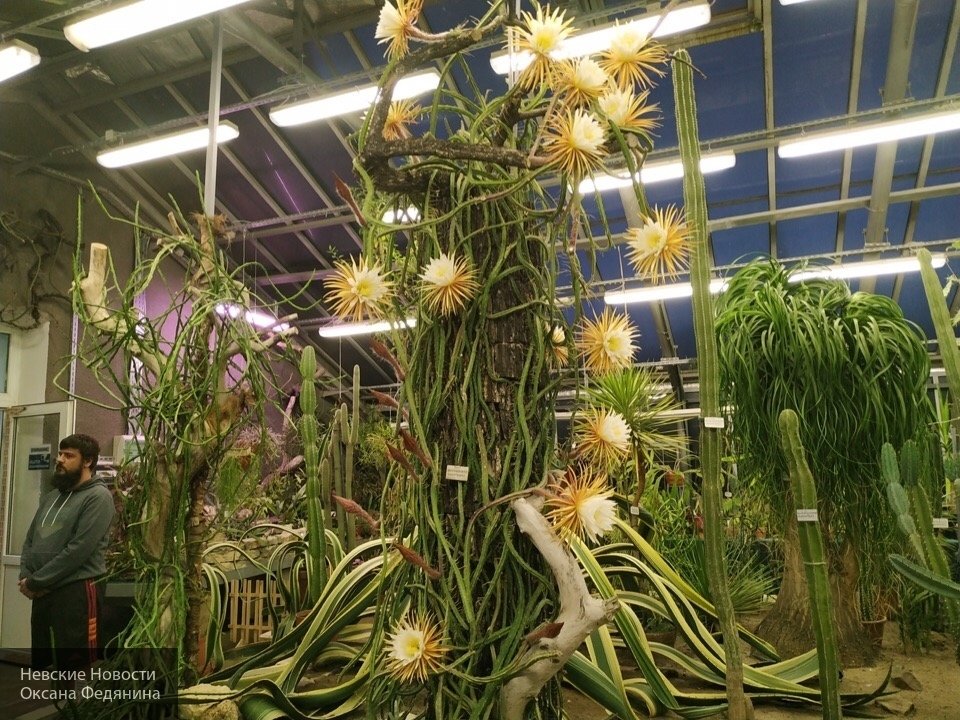 В Ботаническом саду Петербурга расцвело рекордное количество цветений кактуса «Царица ночи»