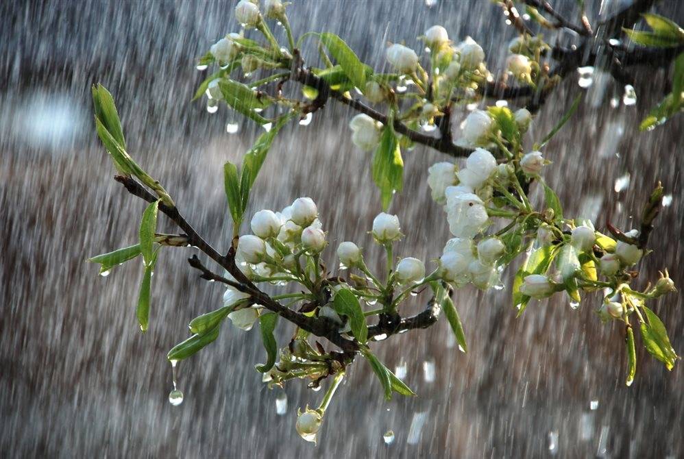 Обещают дождь и гроза. Погода в Ульяновской области 19 июня