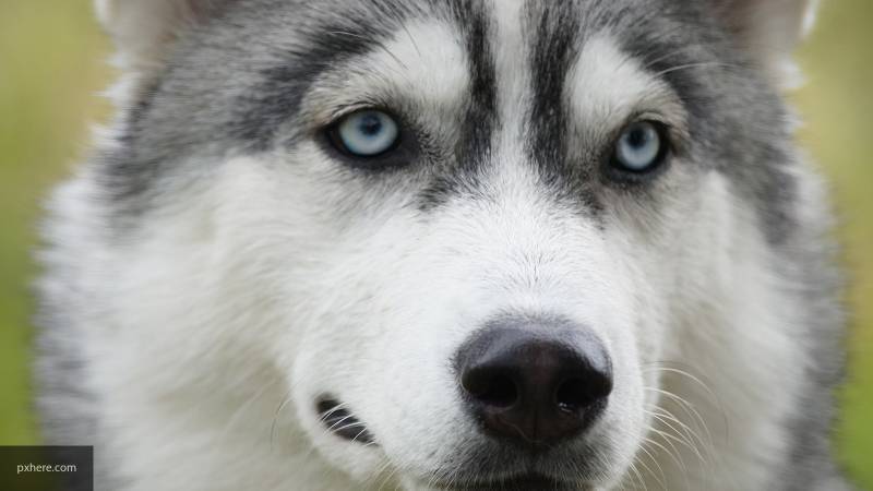 Ученые объяснили природу грусти в глазах у собак