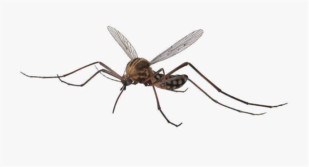 Вдруг откуда-то летит… Как ульяновцам спастись от комаров