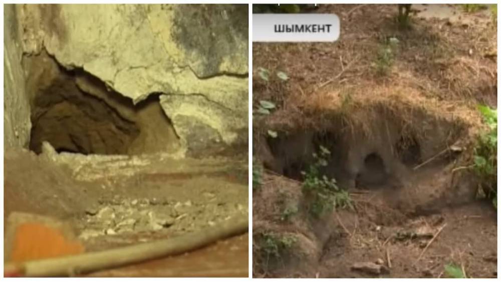 "Мутированные" крысы держат в страхе целый район в Шымкенте (видео)