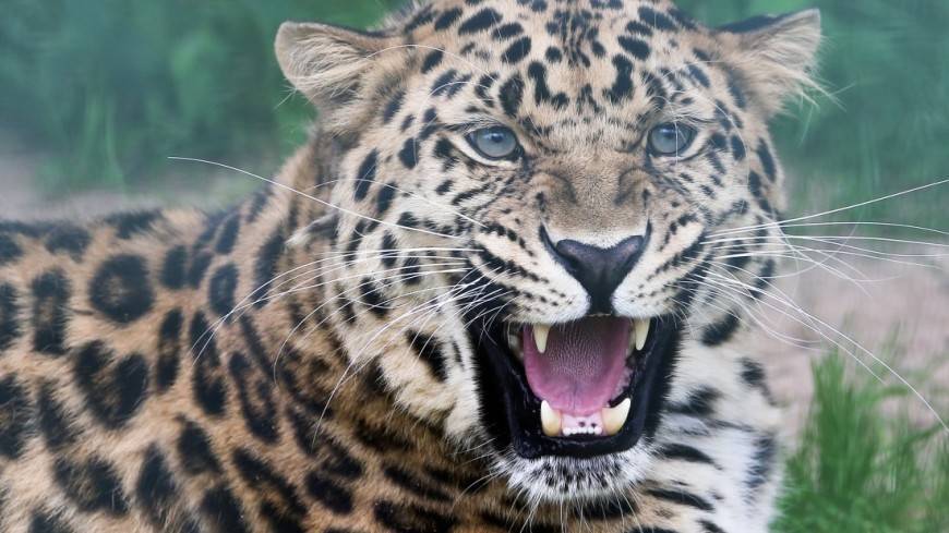 В Индии подросток спас своего брата от леопарда