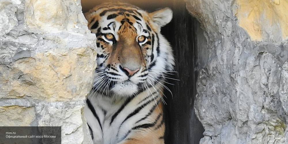 Ученые сообщили об увеличении числа амурских тигров на территории ЕАО