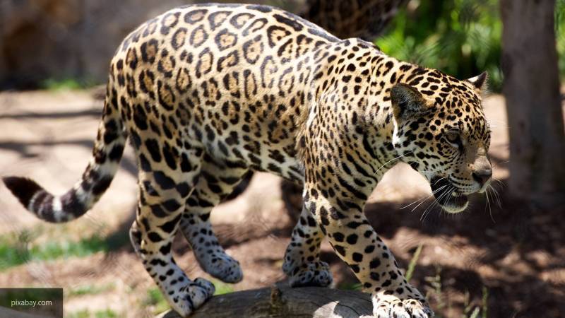 Индийский подросток спас брата от голодного леопарда
