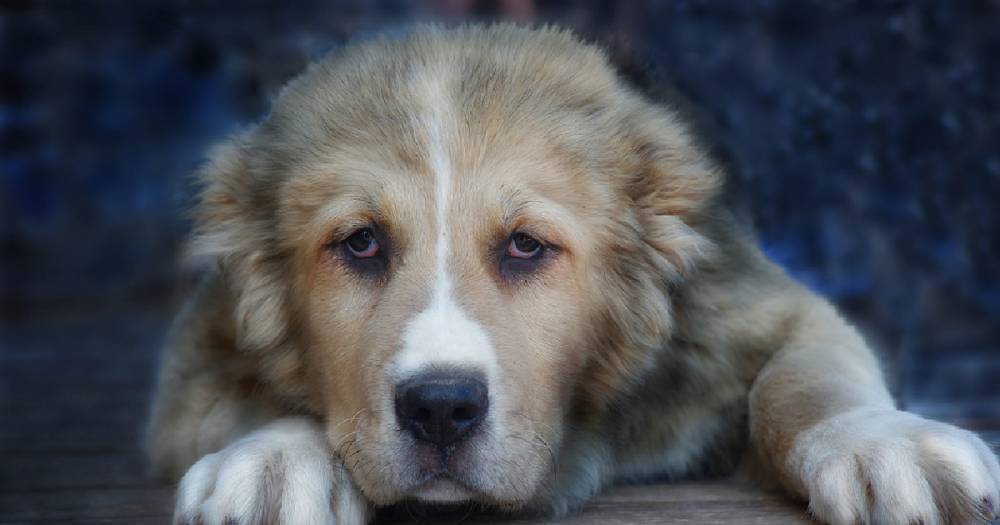 На Урале собака спасла многодетную семью от гибели в огне.