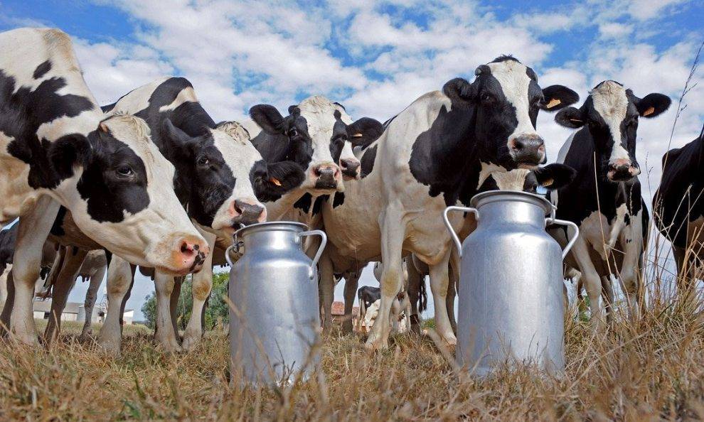 Глазовский район вошел в топ-10 Удмуртии по производству и реализации молока