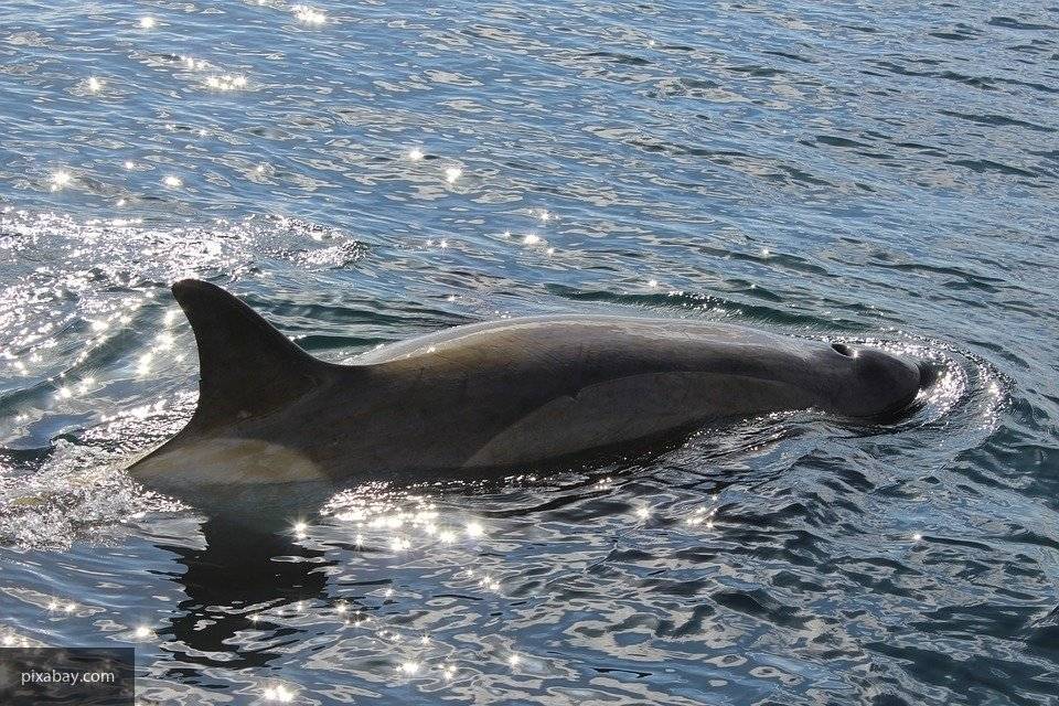 Сочинский дельфинарий оштрафовали на 37,6 миллионов рублей