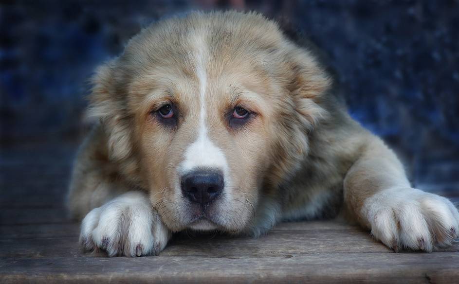 На Урале собака спасла многодетную семью от гибели в огне