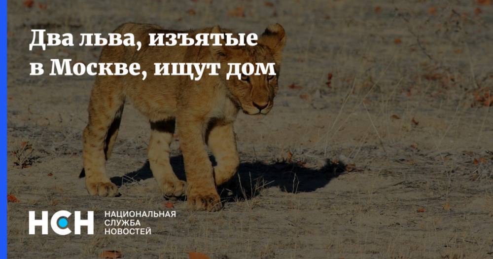 Два льва, изъятые в Москве, ищут дом