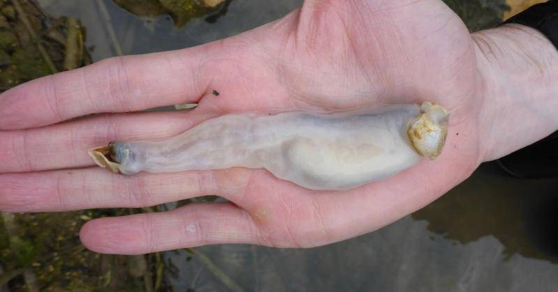 Ученые нашли на Филиппинах  грызущих скалы червей