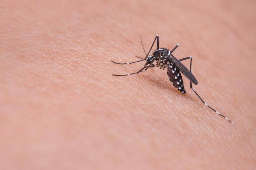 Учёные: Музыка исполнителя Skrillex отпугивает комаров