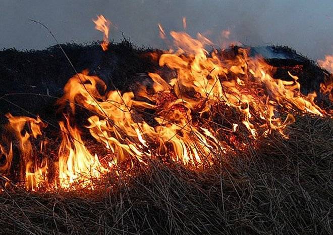 СМИ: в Рязанской области пожар охватил 20 гектаров из-за военных учений