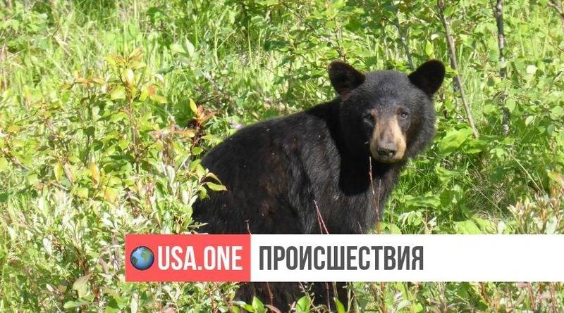 В Орегоне власти убили молодого черного медведя, с которым постоянно делали селфи