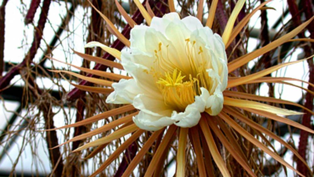"Царица ночи" в Ботаническом саду Петербурга поставила рекорд по цветению - фото