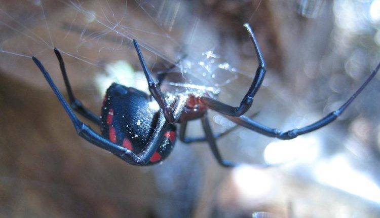 Ученый объяснил появление ядовитых пауков в Подмосковье