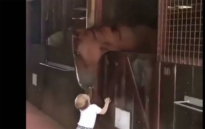 "Это что за чудо!" Видео о целующемся с лошадьми малыше стало мимимишным вирусом в сети