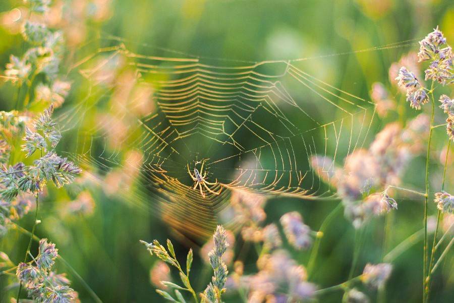 Ученый оценил появление ядовитых пауков в Подмосковье