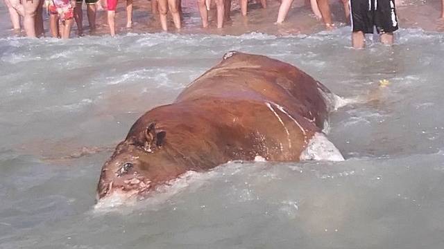 Туша теленка всплыла на пляже Цук в Тель-Авиве