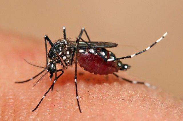 Роспотребнадзор предупредил россиян о лихорадке денге в Таиланде
