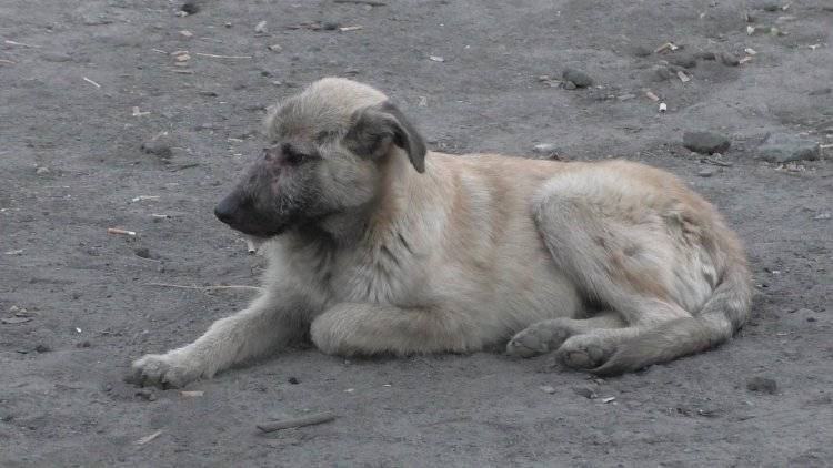 СК проведет проверку из-за появления стай бездомных собак в Подмосковье