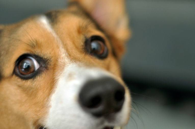The Science: возможно, люди помогли собакам выработать особый «щенячий взгляд»