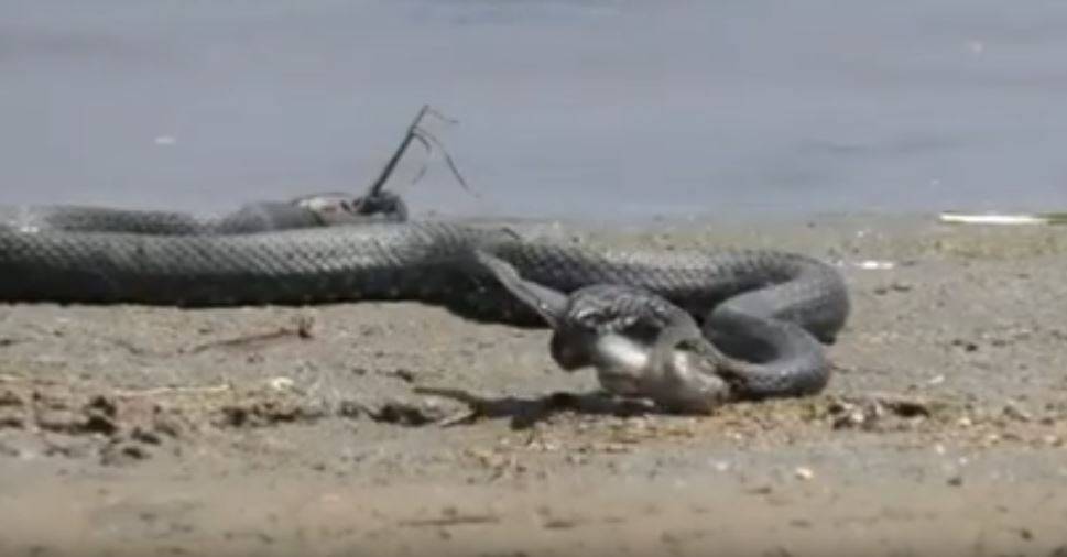 В Астрахани сфотографировали кровожадную змею