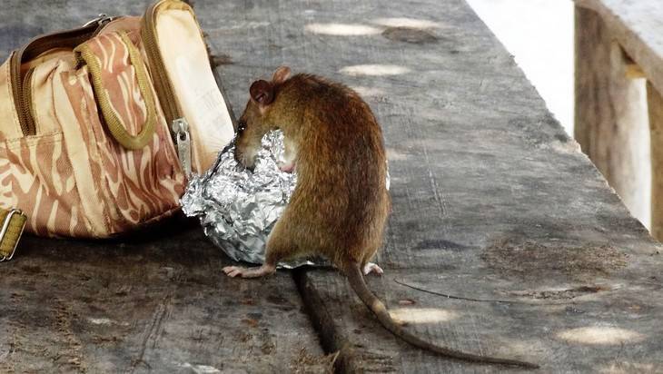 Крысы взяли в осаду детскую площадку в Брянске