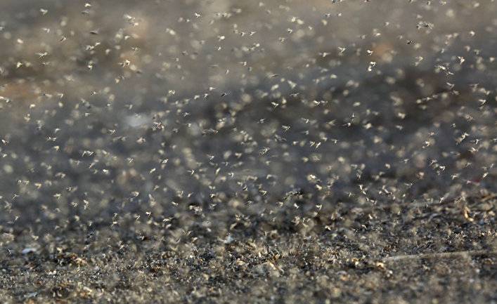Ilta-Sanomat (Финляндия): миллионы мух захватили российский поселок