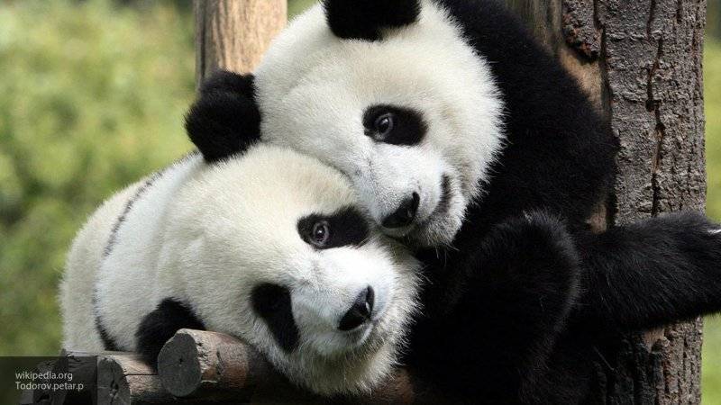 Пандам в Московском зоопарке регулярно делают массаж, к услугам медведей личный стоматолог