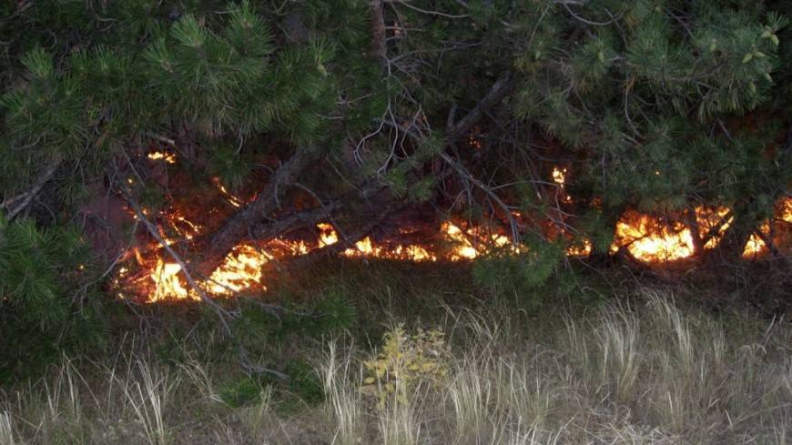 В Канаде лесные пожары вынудили 9 тыс. человек покинуть свои дома