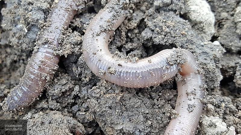 Американские ученые обнаружили червя, поедающего камни