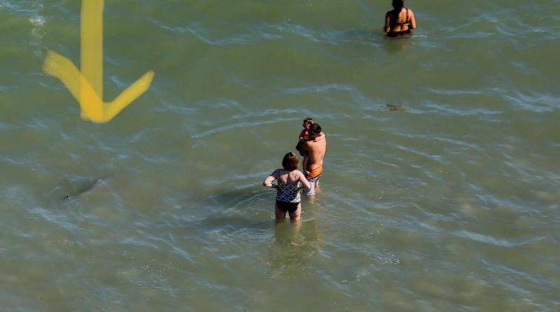 Соцсети шокированы фотографиями акул, плещущихся в воде в нескольких метрах от ничего не подозревающих отдыхающих