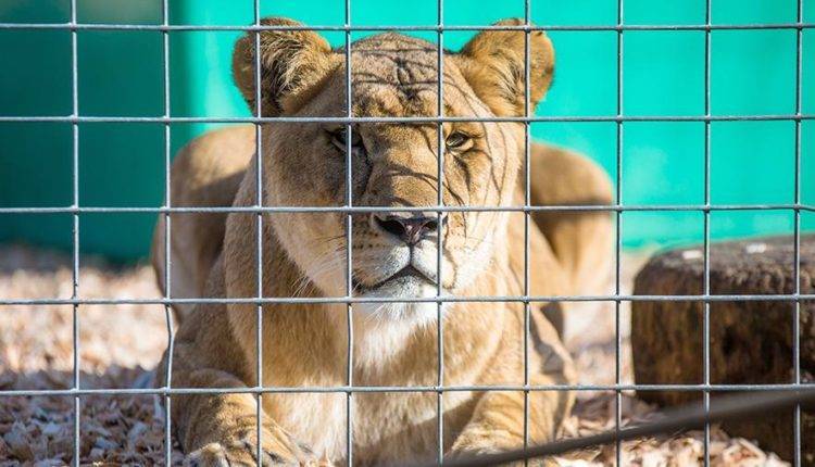 В Москве ищут новый дом для двух изъятых львов