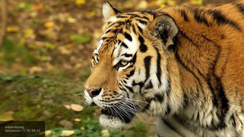 Фотоловушка в Приморье сняла, как амурский тигр "делает селфи"